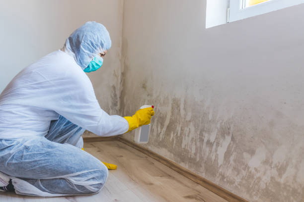 Licensed Black Mold Removal service in Hamburg, MN - WQB Mold Removal