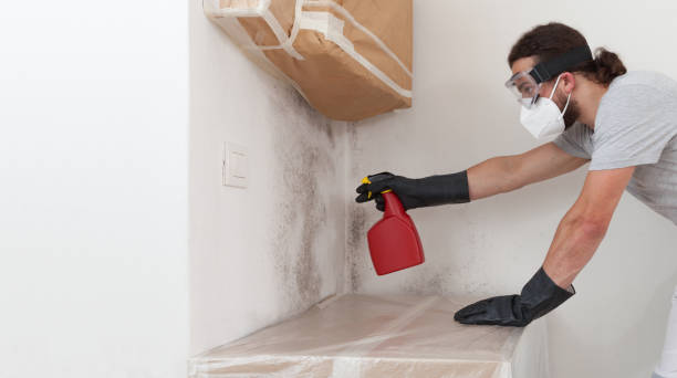Professional Black Mold Removal technician working in Hamburg, MN