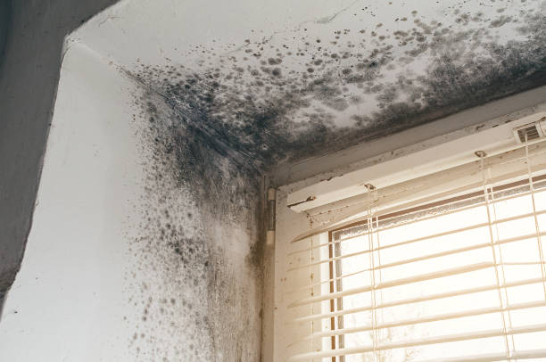 Affordable Black Mold Removal solutions in Hamburg, MN